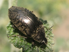 Pechalius dentiger