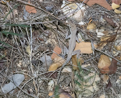Anolis cooki