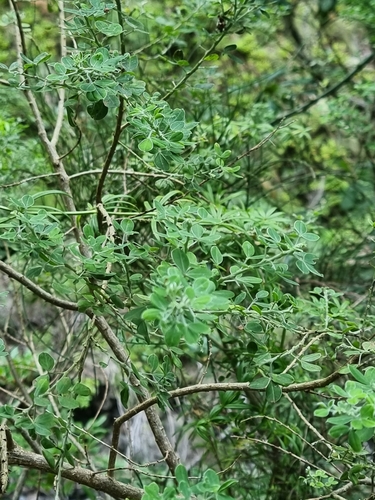 Image of Genista maderensis by (c) Vítor Jorge, some rights reserved (CC BY)