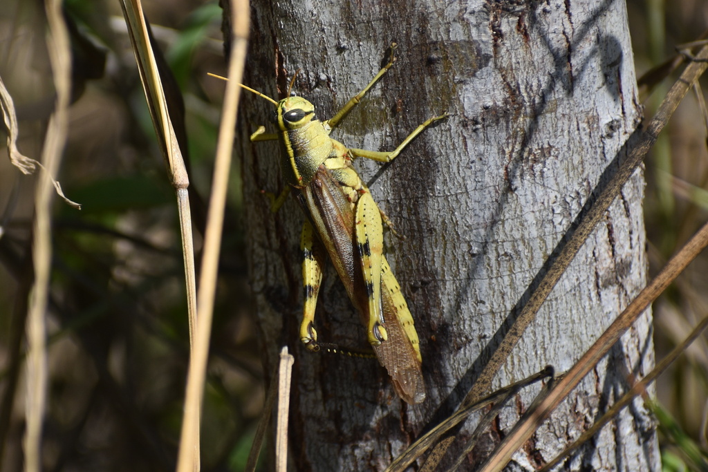 Obscure Bird Grasshopper From Bentsen Rio Grande Valley State Park Mission TX US On October