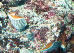 Chaetodon madagaskariensis