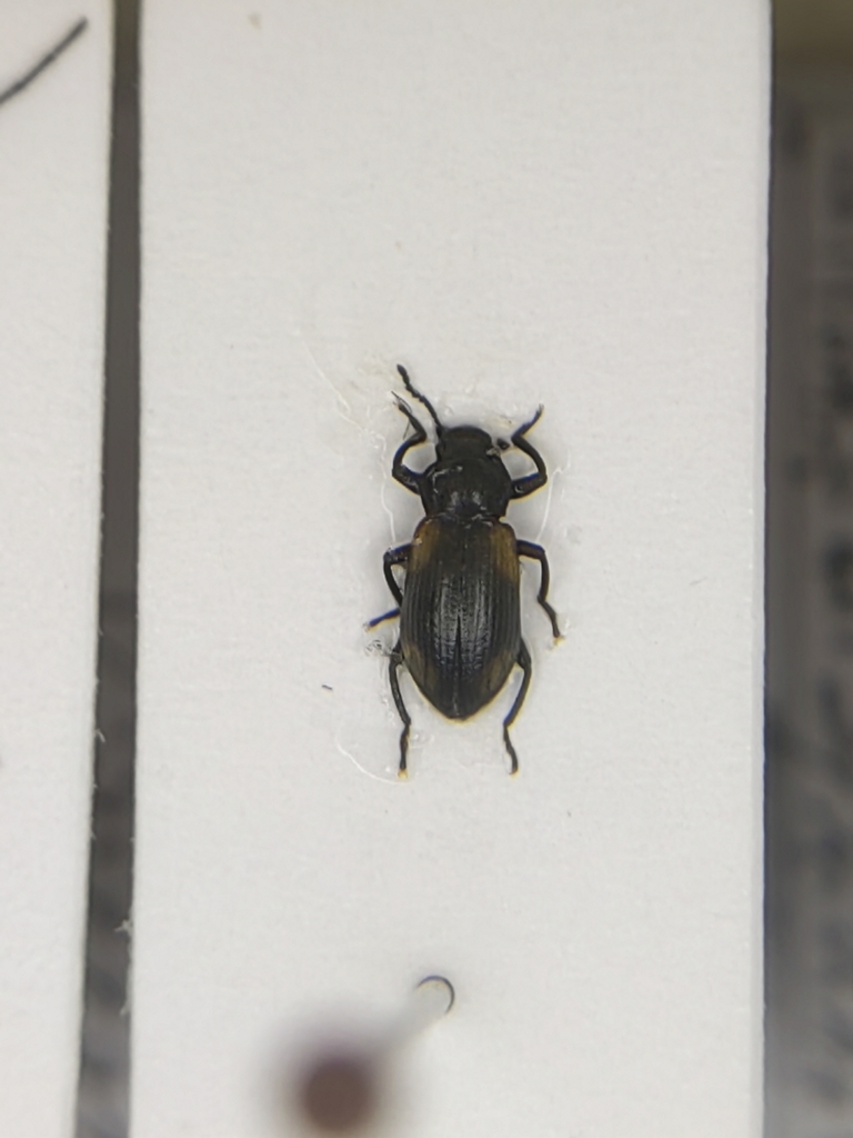 Plamius fukiensis