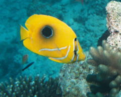 Chaetodon bennetti