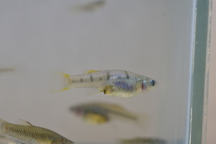 Lowland Livebearer photo 2