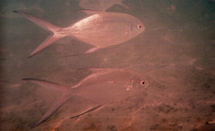 Trachinotus baillonii