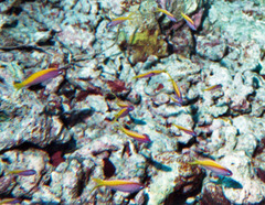 Mirolabrichthys evansi