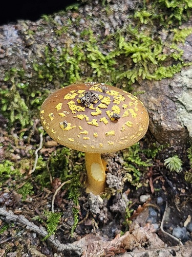 Amanita flavipes