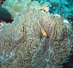 Amphiprion nigripes