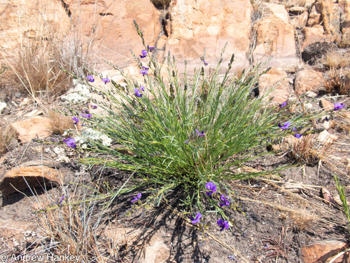 Violet Falspea (Polygala rehmannii)