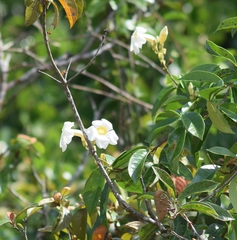 Magnoliopsida