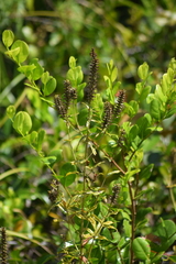 Coutoubea spicata