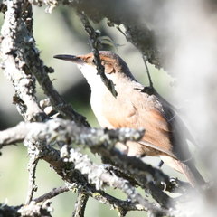 Tarphonomus certhioides