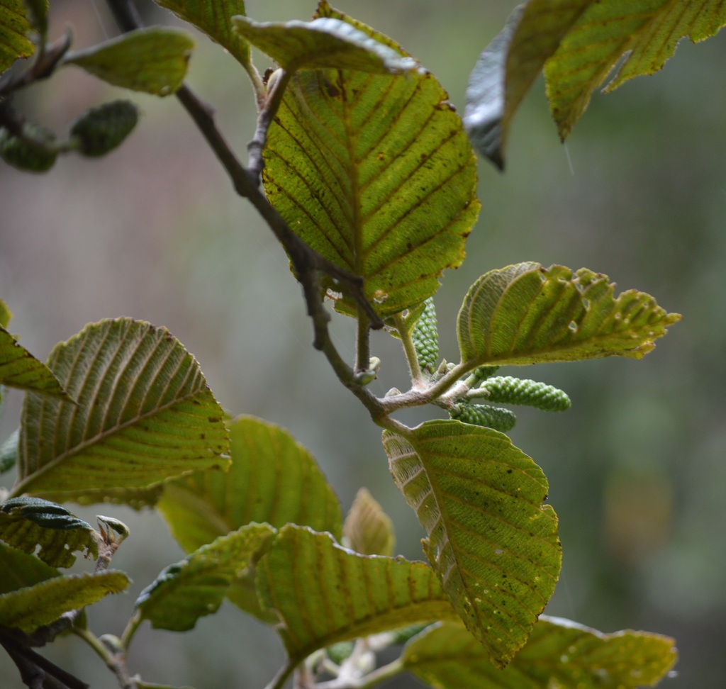 Andean alder