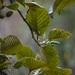 Andean Alder - Photo (c) hajo, some rights reserved (CC BY-NC), uploaded by hajo