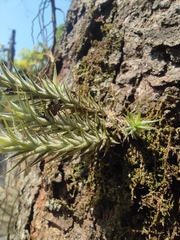 Tillandsia tricholepis