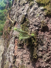 Tillandsia tricholepis, photograph Lada Dudnikova, CC BY, iNaturalist via GBIF