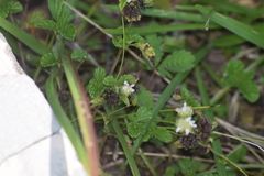 Lamiaceae
