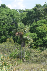 Arecaceae