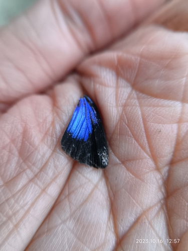 Dark Cerulean