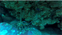 Panulirus inflatus