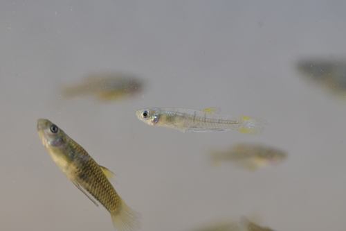 Viriosa-tandkarper (Poeciliopsis viriosa) — Poeciliidae — 4