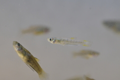 Poeciliopsis viriosa