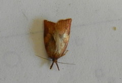 Cenopis reticulatana