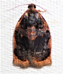 Archips infumatana