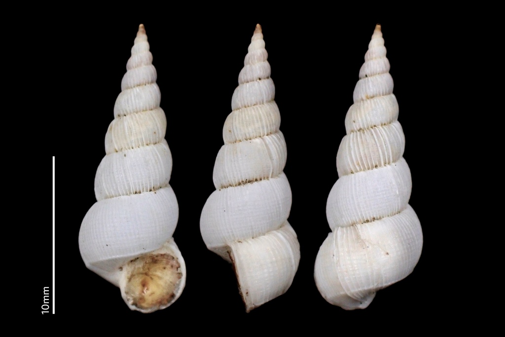 Amaea thielei