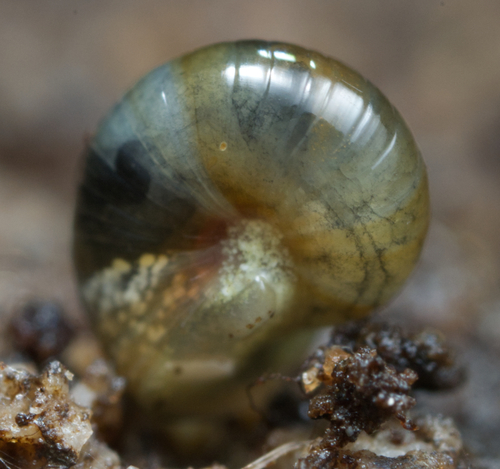 Prolesophanta dyeri observed 2023-09-24