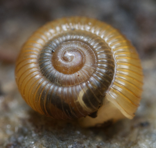 Dentherona dispar observed 2023-09-24