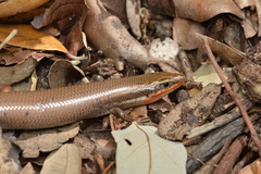 Plestiodon tetragrammus
