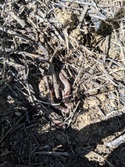 Batrachoseps major major