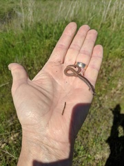 Batrachoseps major major