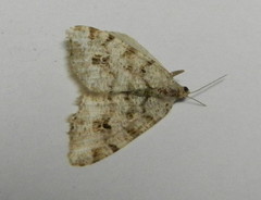 Macaria signaria