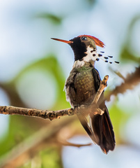 Dot-Eared Coquette photo 2
