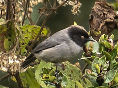 Pseudospingus verticalis