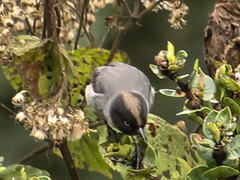 Pseudospingus verticalis