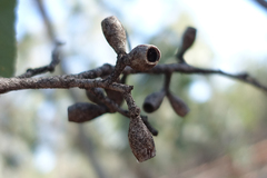 Eucalyptus albens