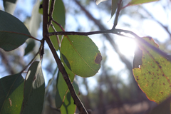 Eucalyptus albens
