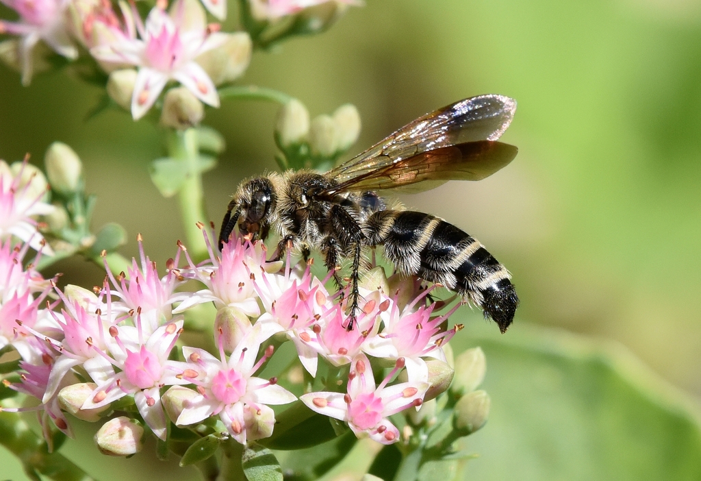 Campsomeriella annulata annulata