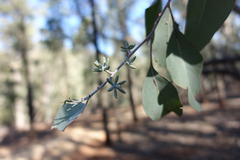 Eucalyptus albens
