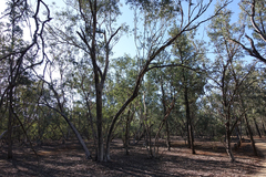 Eucalyptus albens