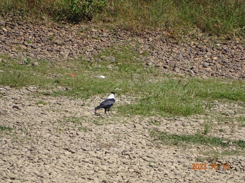 Collared Crow