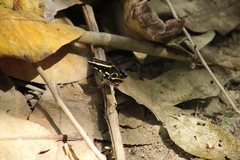 Dendrobates truncatus