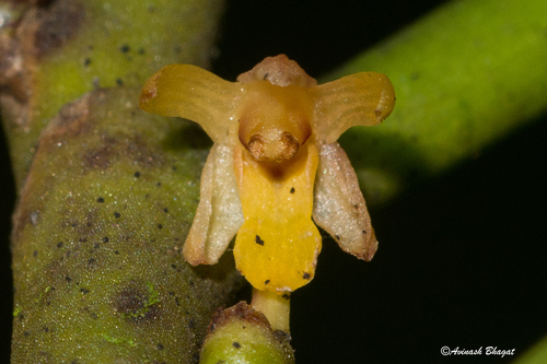 Luisia zeylanica observed 2016-08-16