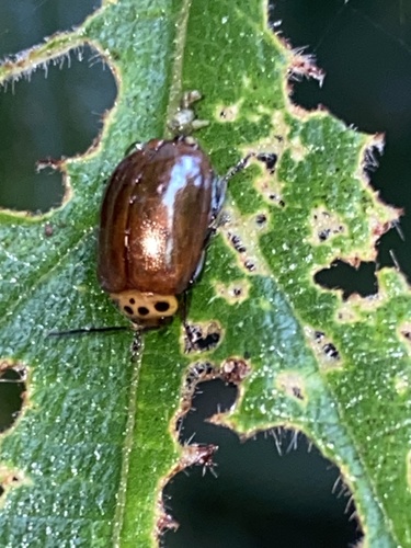 Morphosphaera coomani observed 2023-10-15