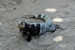 Ctenosaura melanosterna