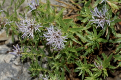 Campanula rumeliana