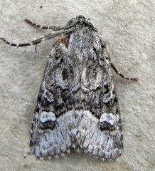 Lacinipolia olivacea